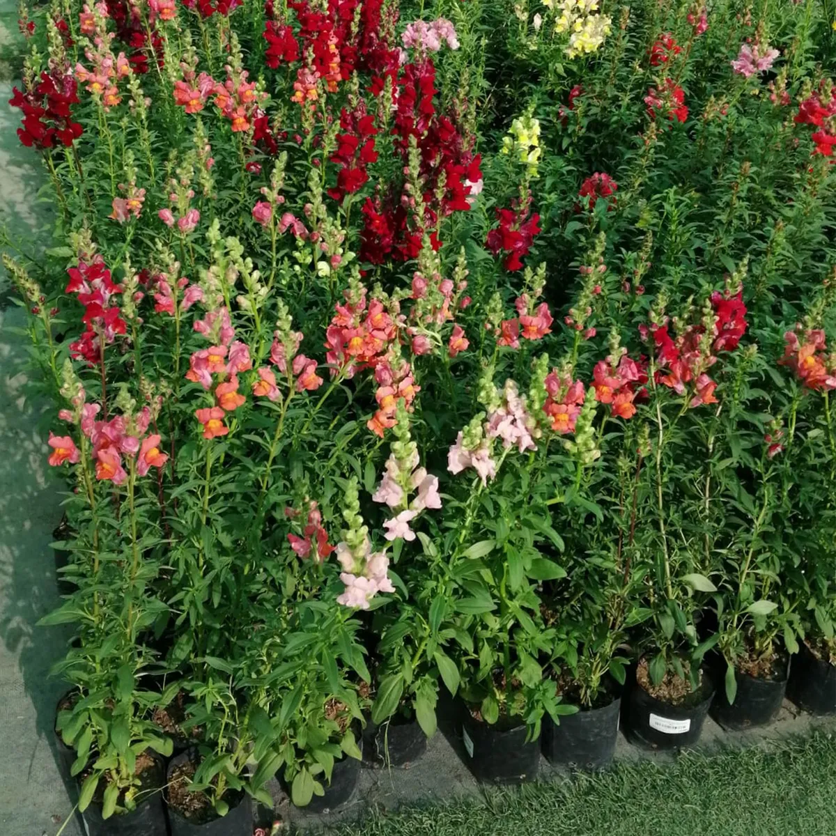  - Planta de Exterior Dogo Gigante 25cm