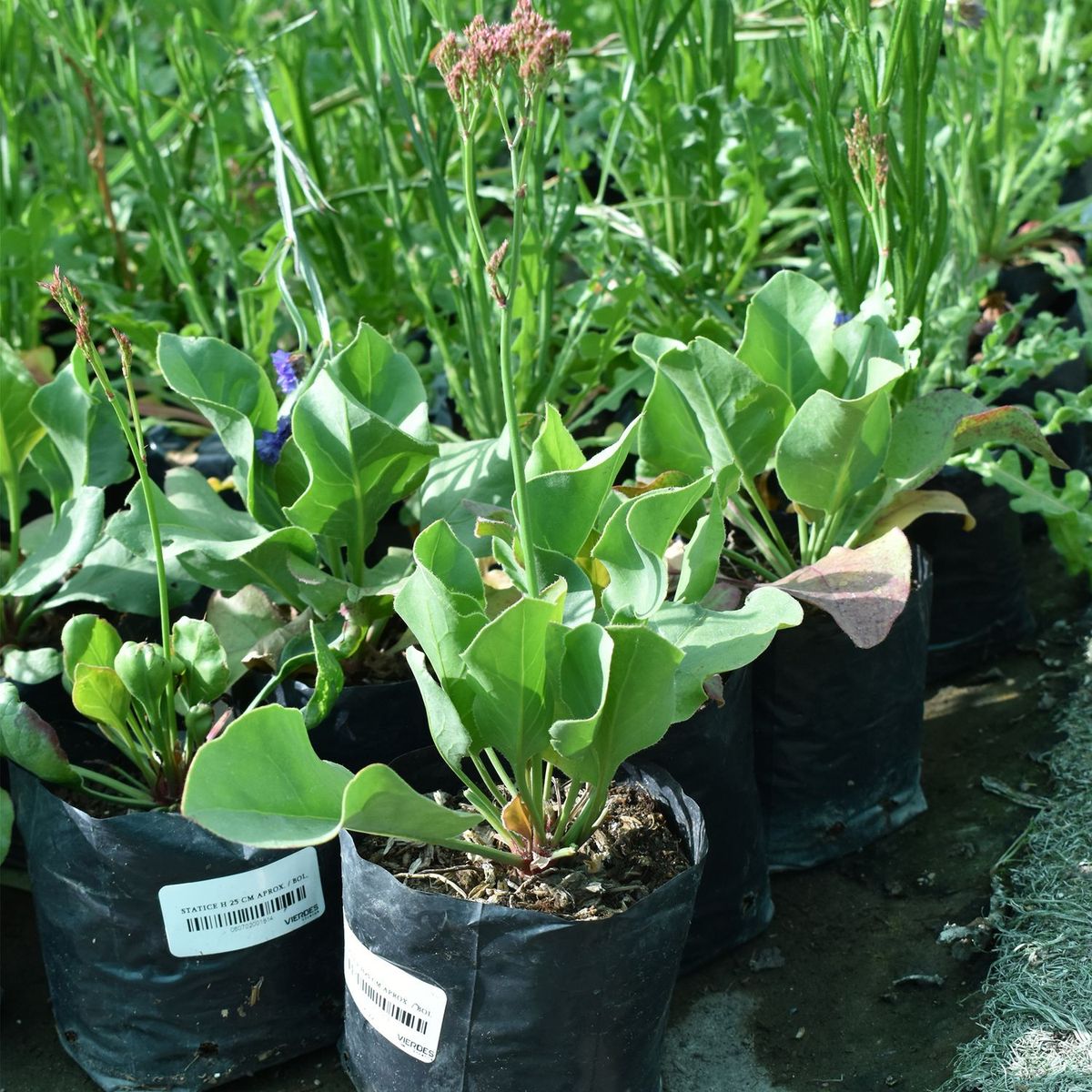  - Planta de Exterior con Flor Statice 25cm