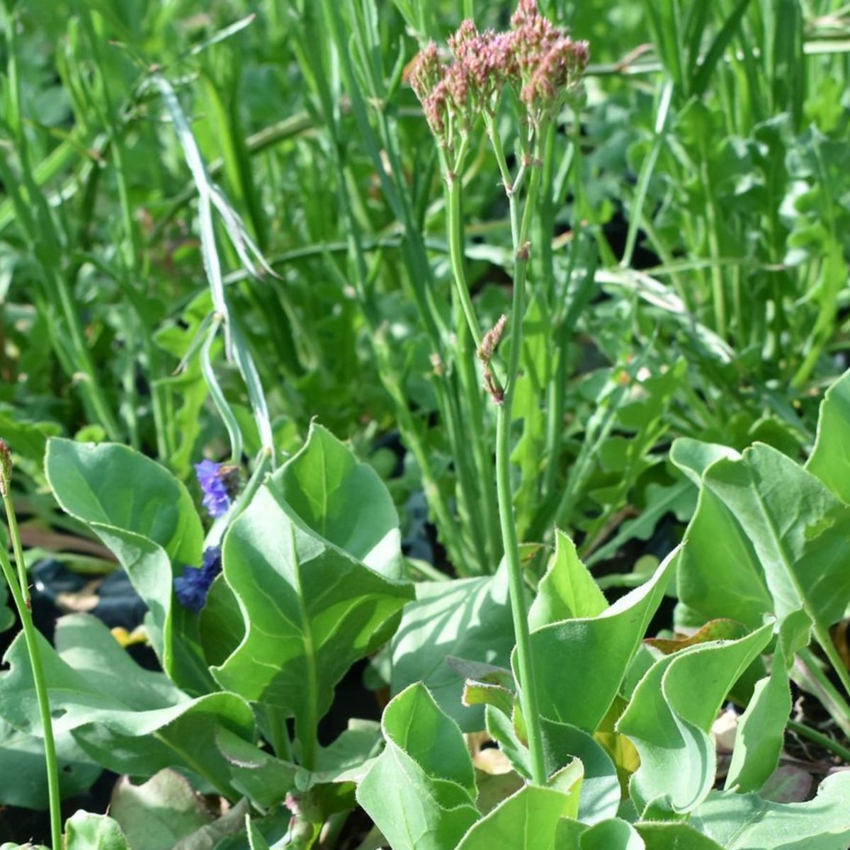  - Planta de Exterior con Flor Statice 25cm