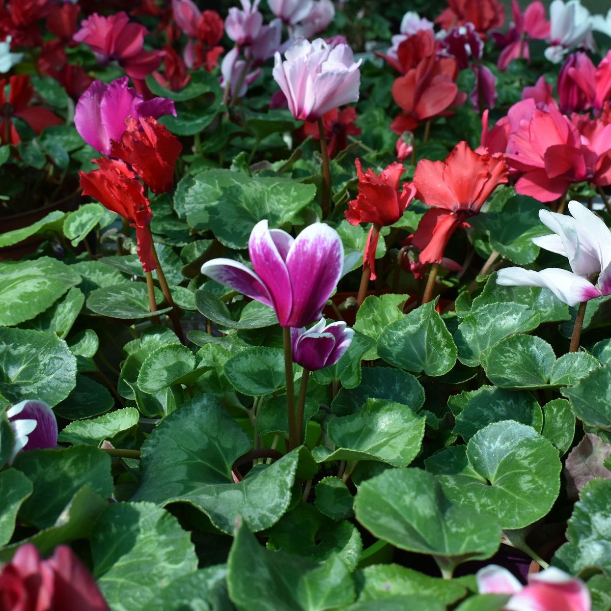  - Planta de Interior Violeta de los Alpes 25cm
