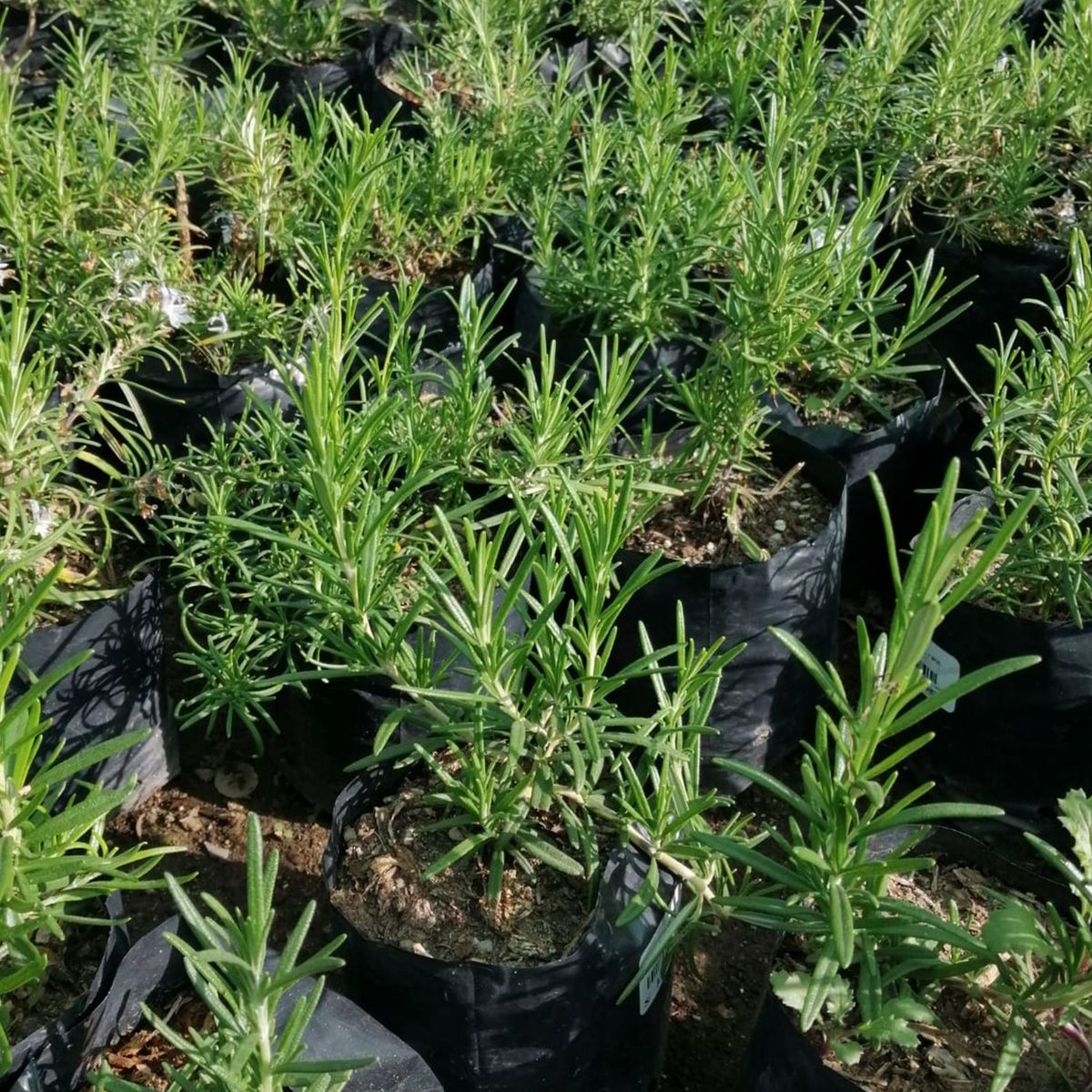  - Planta de Exterior Aromática Romero 25cm