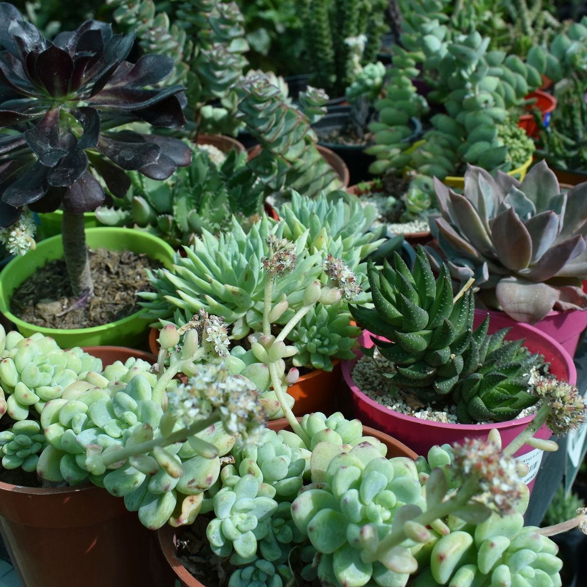  - Planta de Exterior Cactus y Suculentas 25cm