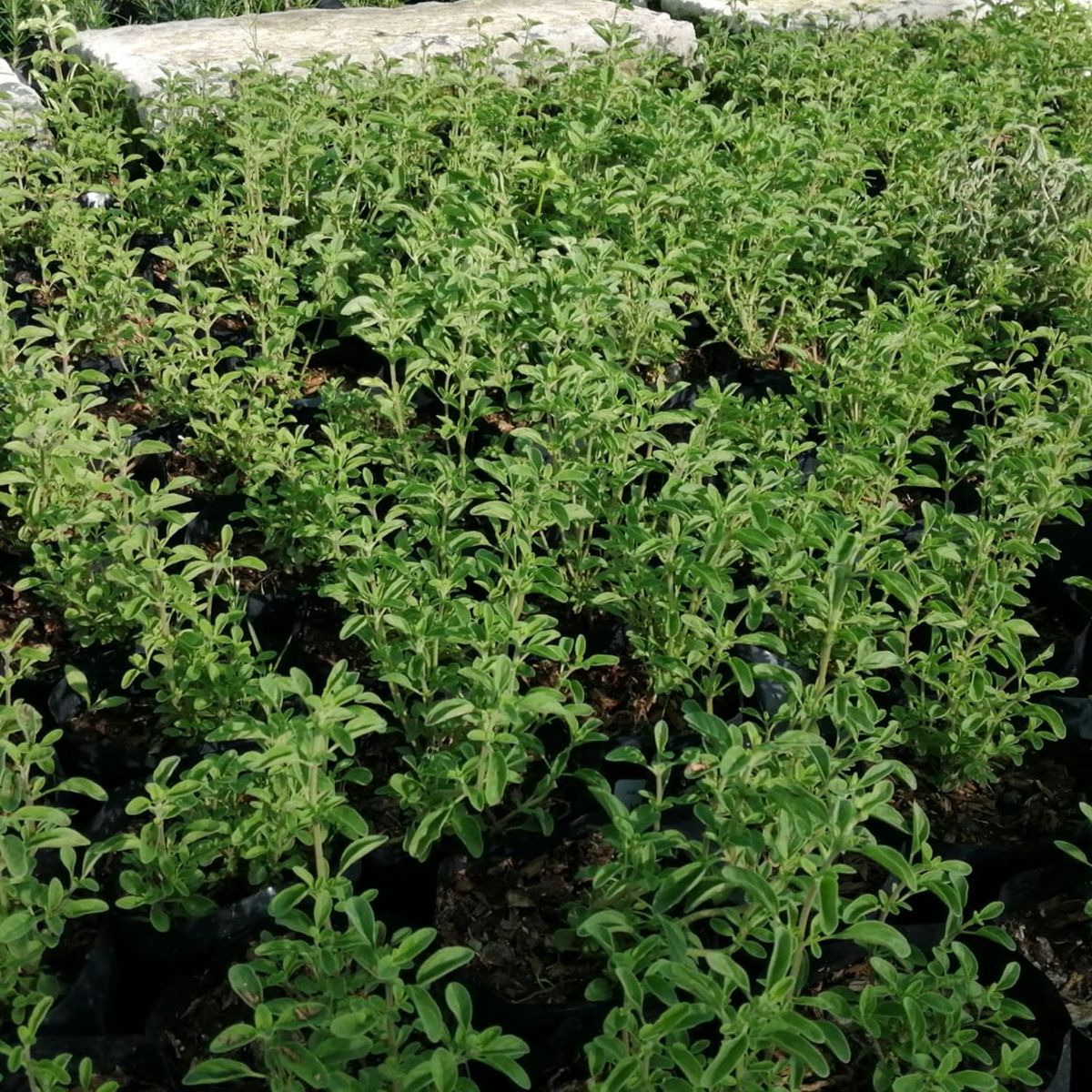  - Planta de Exterior Aromática Orégano 25cm