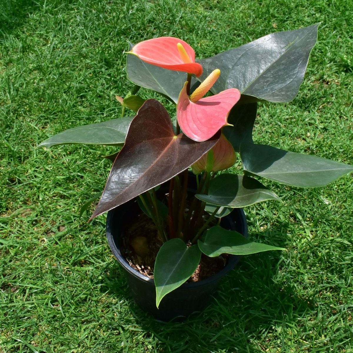  - Planta de Interior Bulbo de Flor Anturio Rojo 25cm