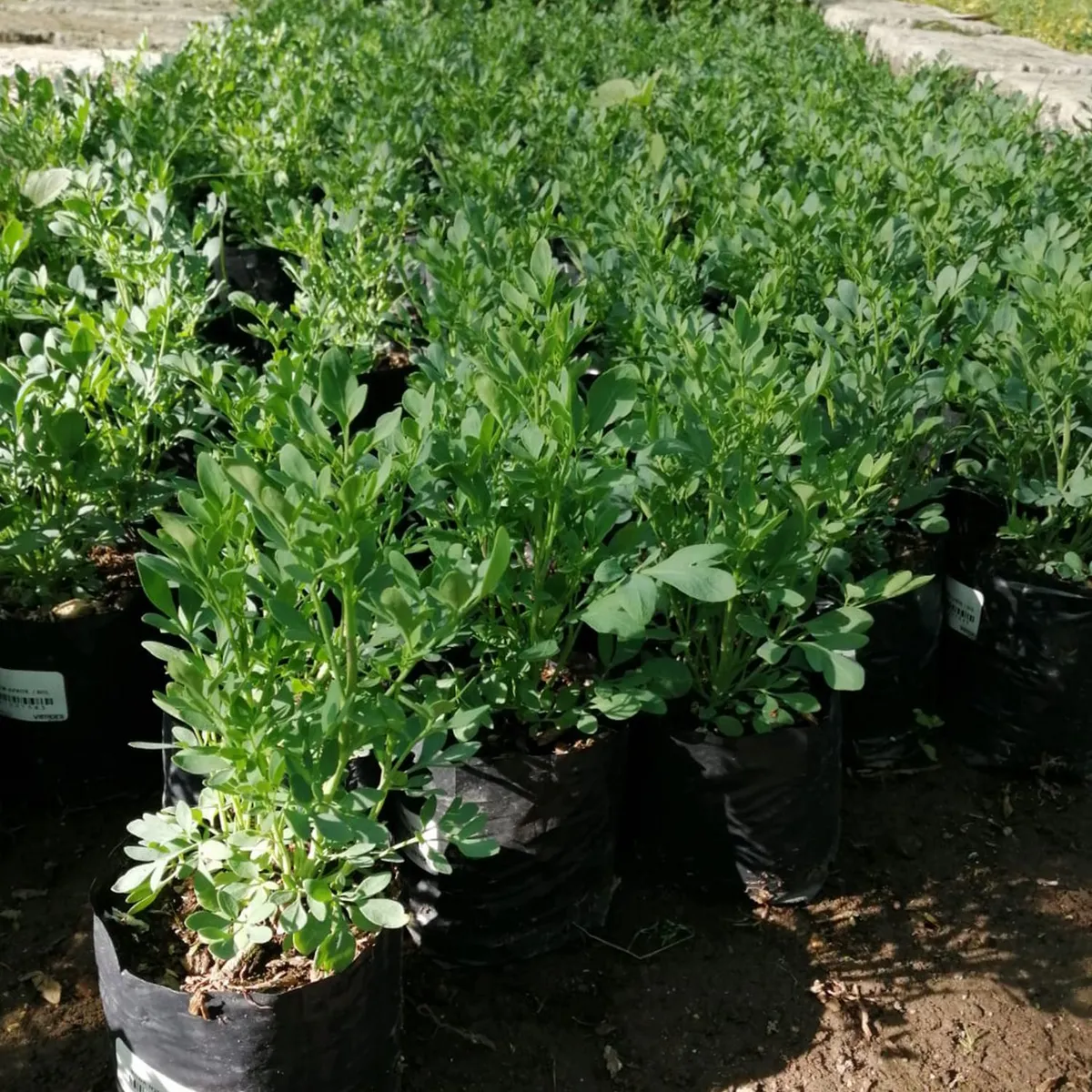  - Planta de Exterior Aromática Ruda 25cm