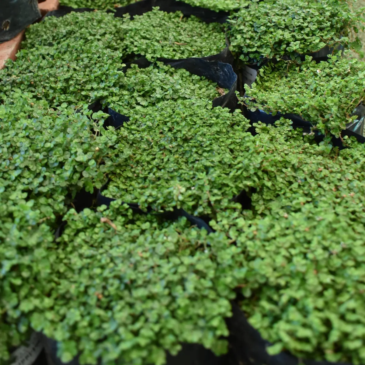  - Planta de Interior Cubresuelos Mosquita Verde 25cm