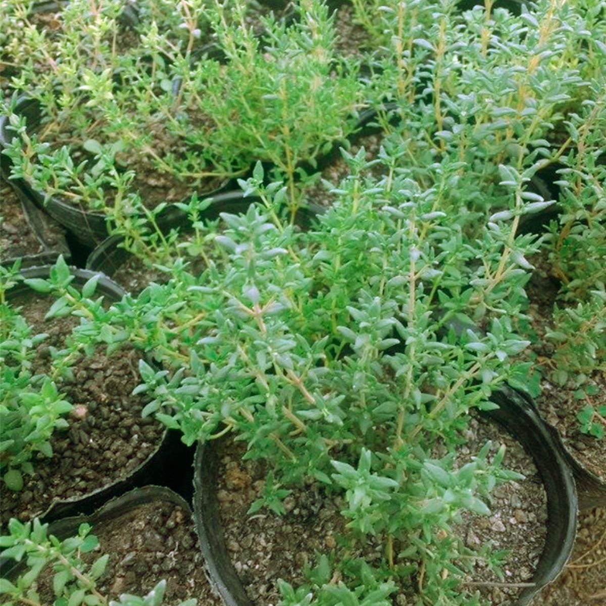  - Planta de Exterior Aromática Tomillo 25cm