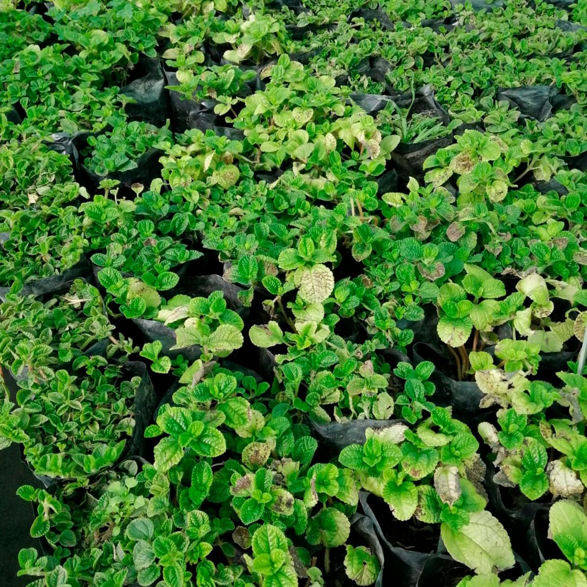  - Planta de Interior Llama Dólar 25cm