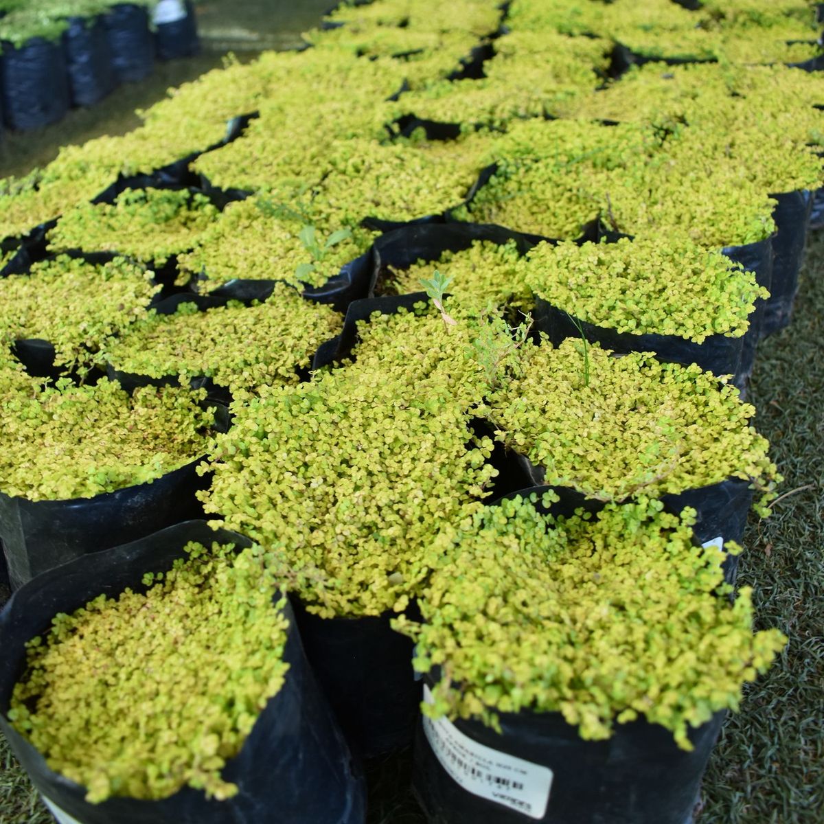  - Planta de Interior Cubresuelos Mosquita Amarilla 25cm