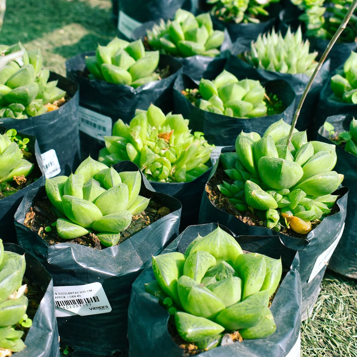  - Planta de Exterior Cactus y Suculentas 25cm