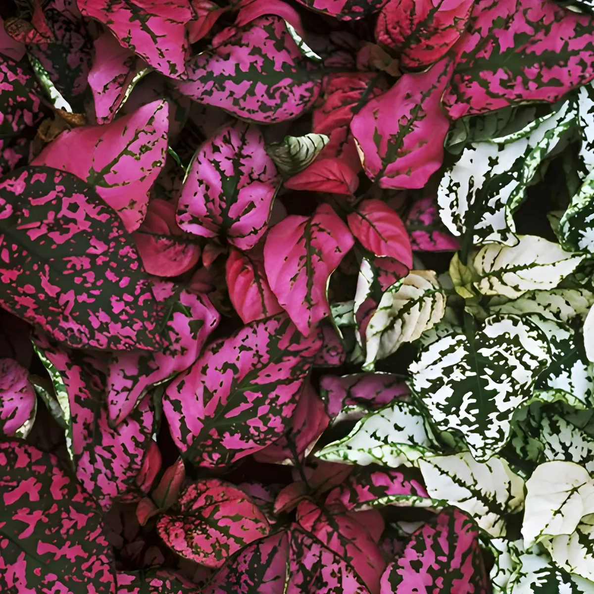  - Planta de Interior Pecosa 25cm