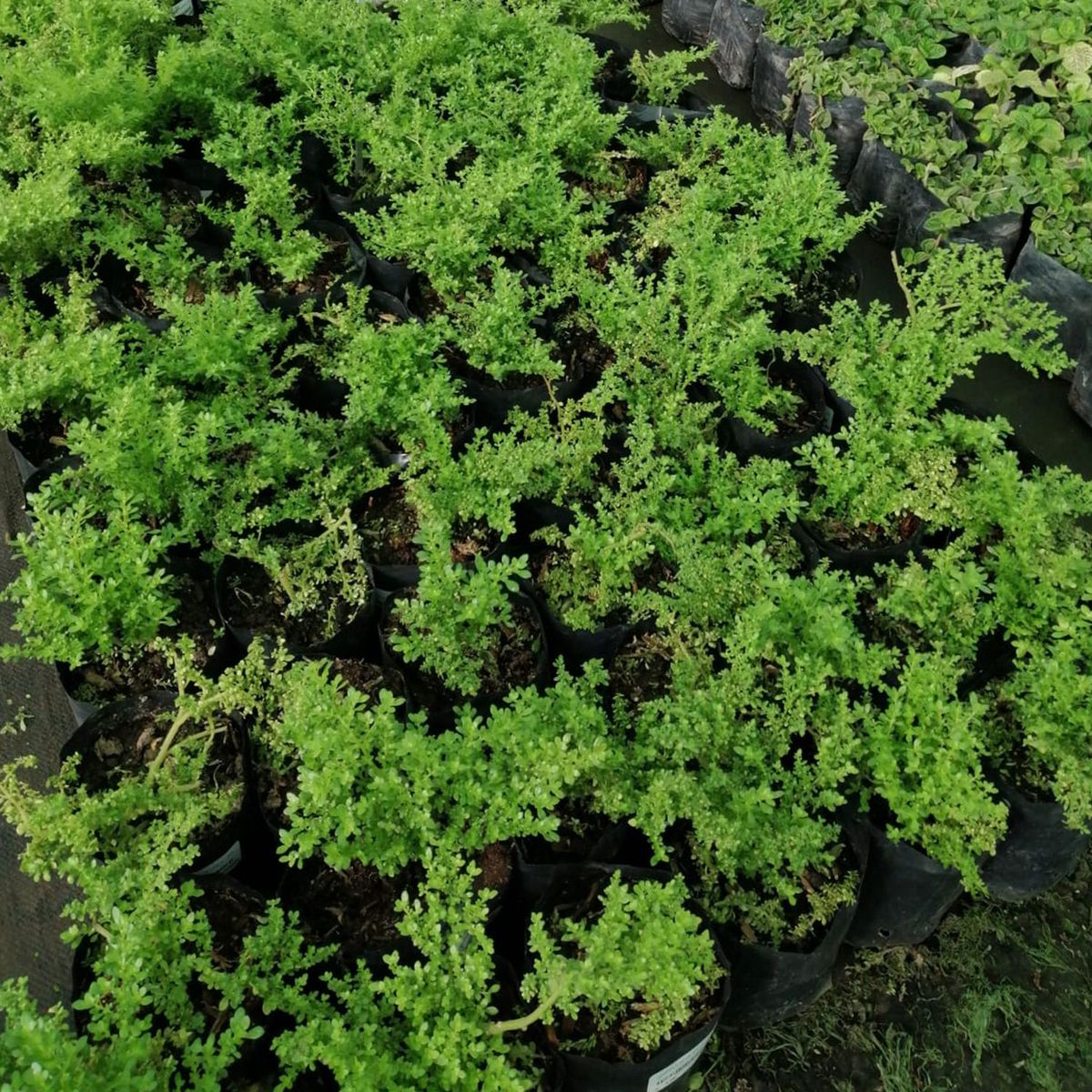  - Planta de Exterior Sin Flor Lenteja 25cm