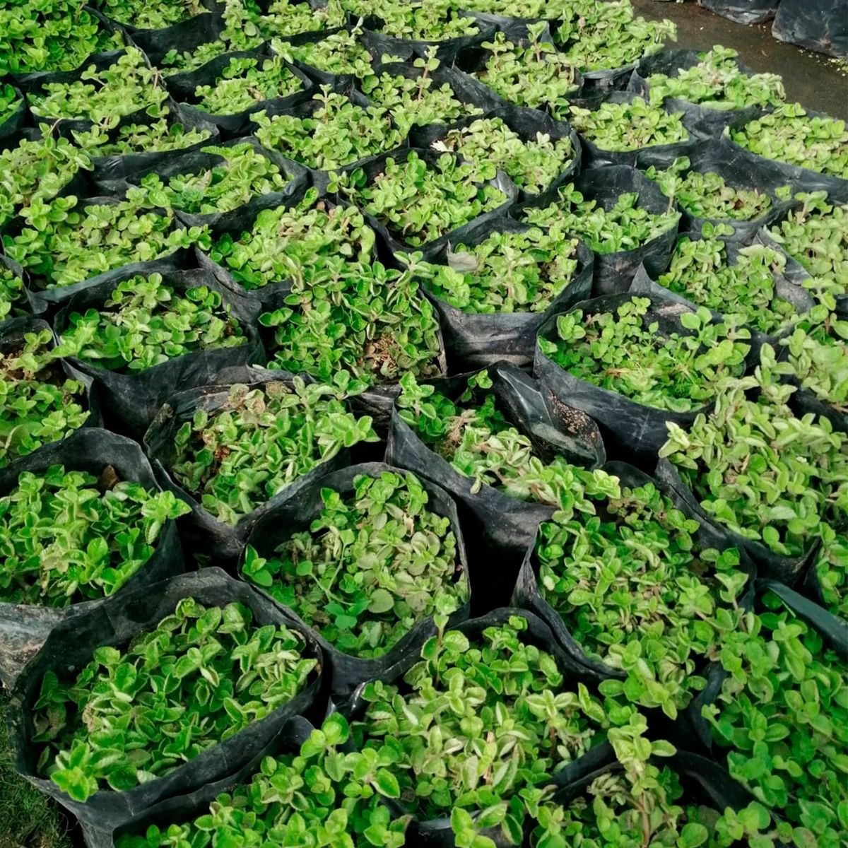  - Planta de Interior Llama Dólar 25cm