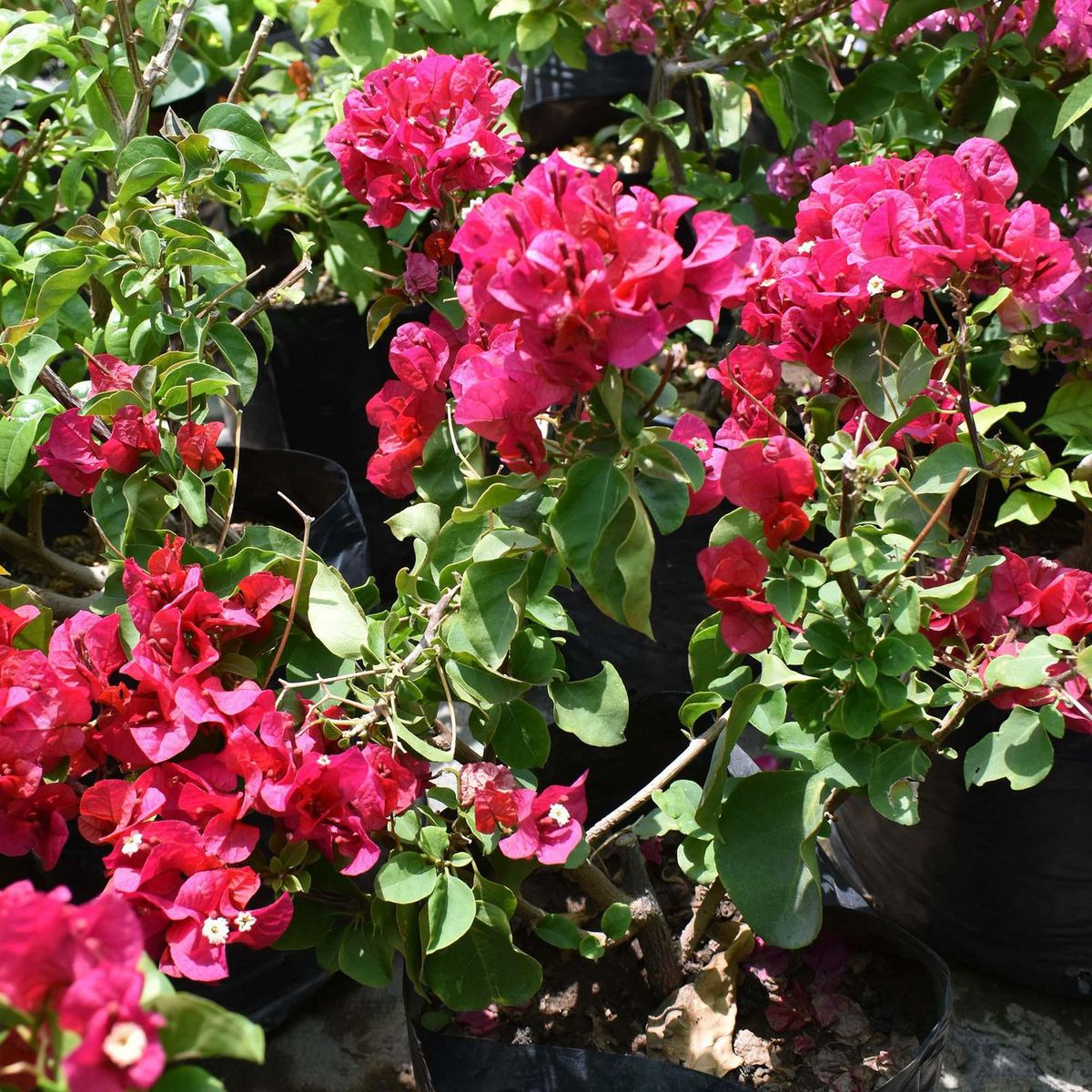  - Arbusto Bugambilia Esférica 25cm