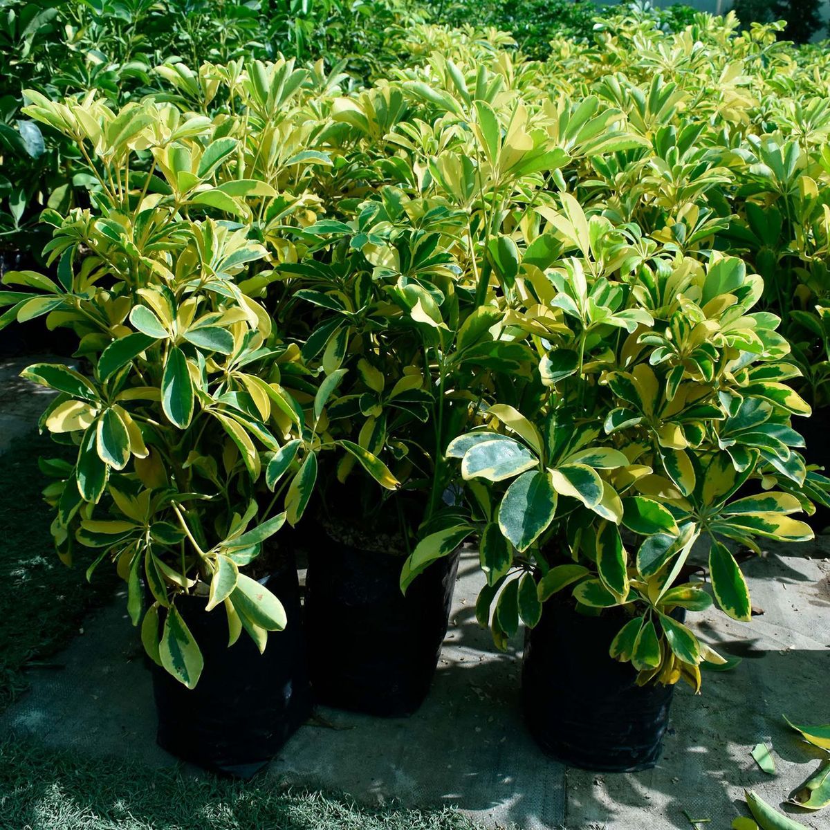  - Arbusto Cheflera Variegata 50cm