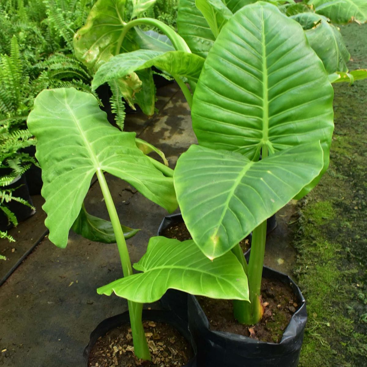  - Arbusto Oreja de Elefante 50cm