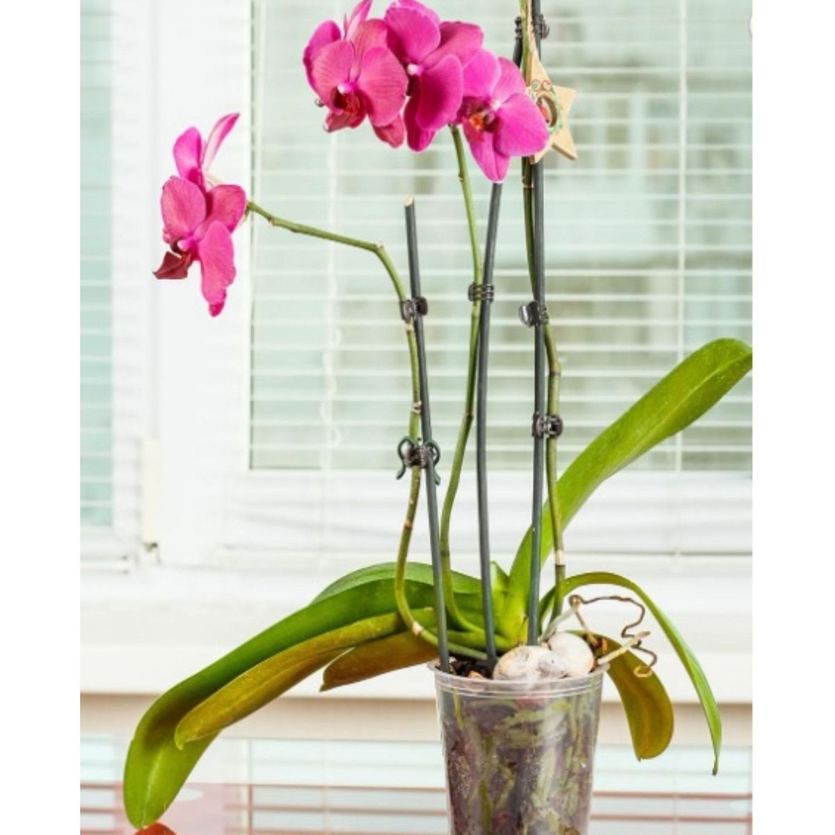 XIMESA - Maceta Orquídea Traslúcida 14.7cm