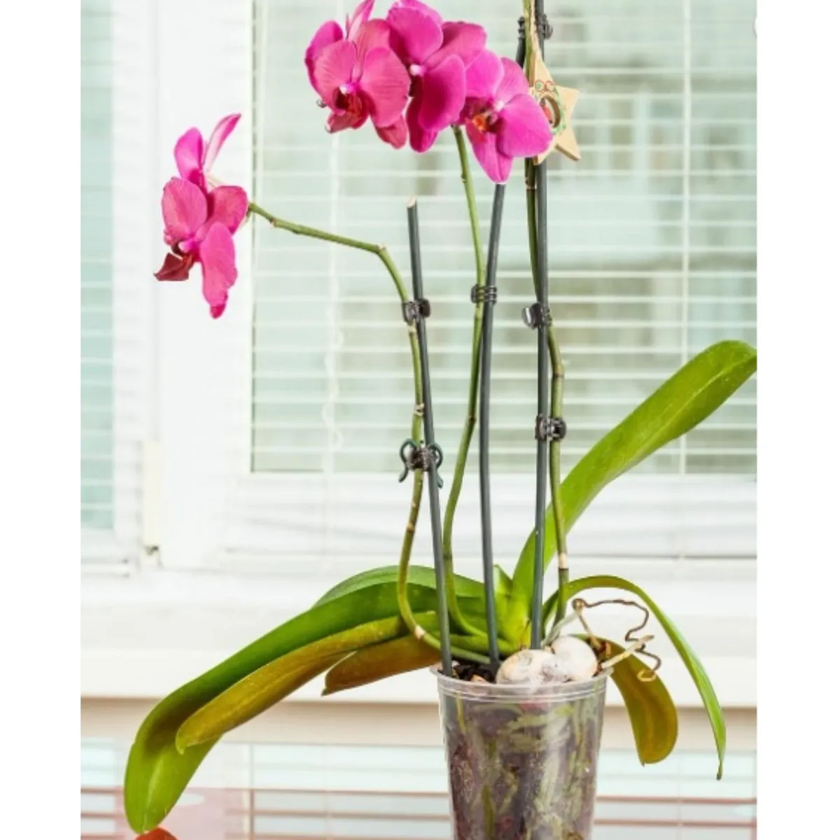 XIMESA - Maceta Orquídea Traslúcida 14.7cm