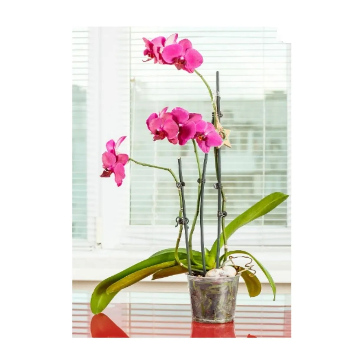 XIMESA - Maceta Orquídea Traslúcida 14.7cm