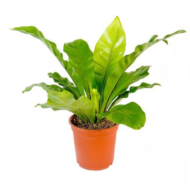 Planta Natural Decorativa Asplenium