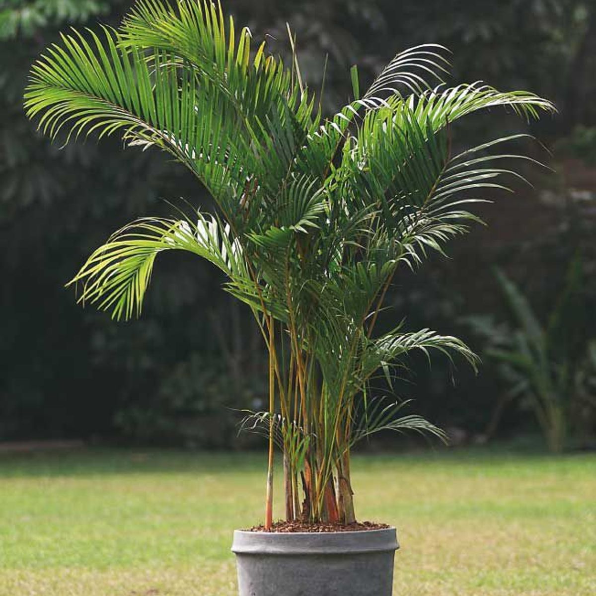 4 ESTACIONES - Planta Natural Palmera Hawaiana 1.8mt