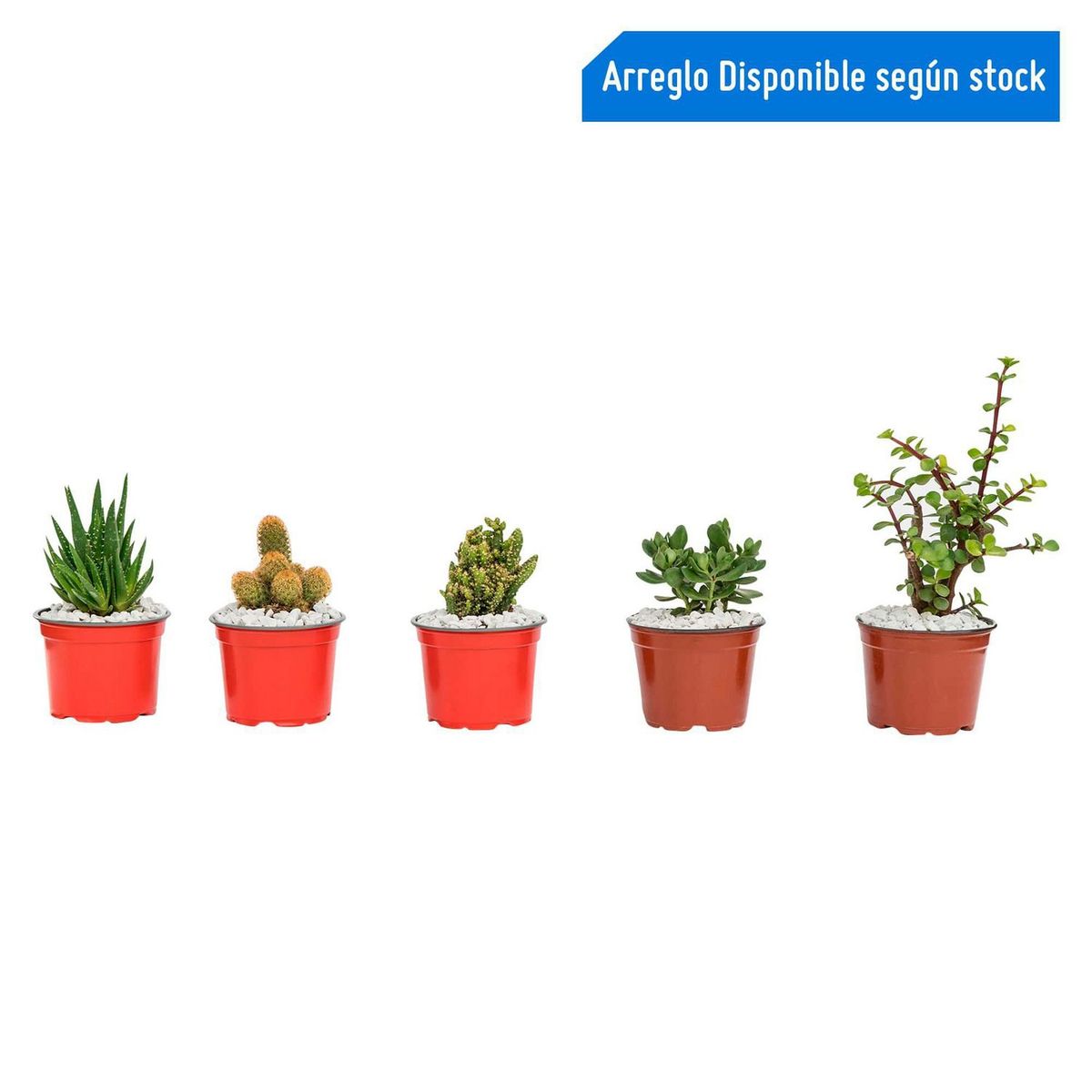 4 ESTACIONES - Cactus Natural en Macetita