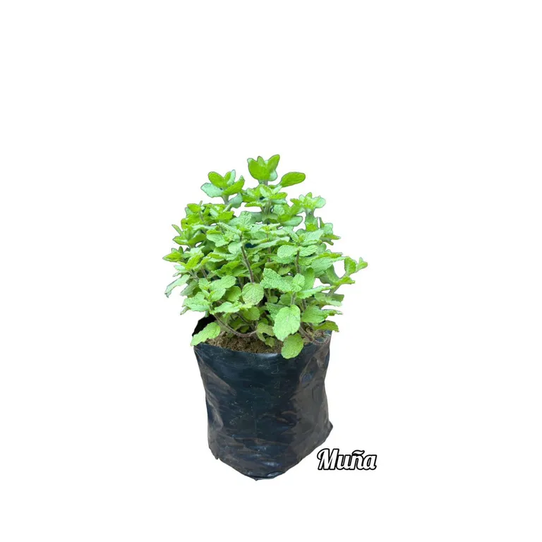 Planta de Muña | Sodimac Perú