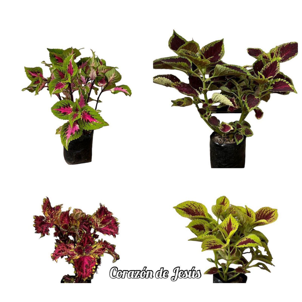 GENERICO - Corazón de Jesús Planta Natural