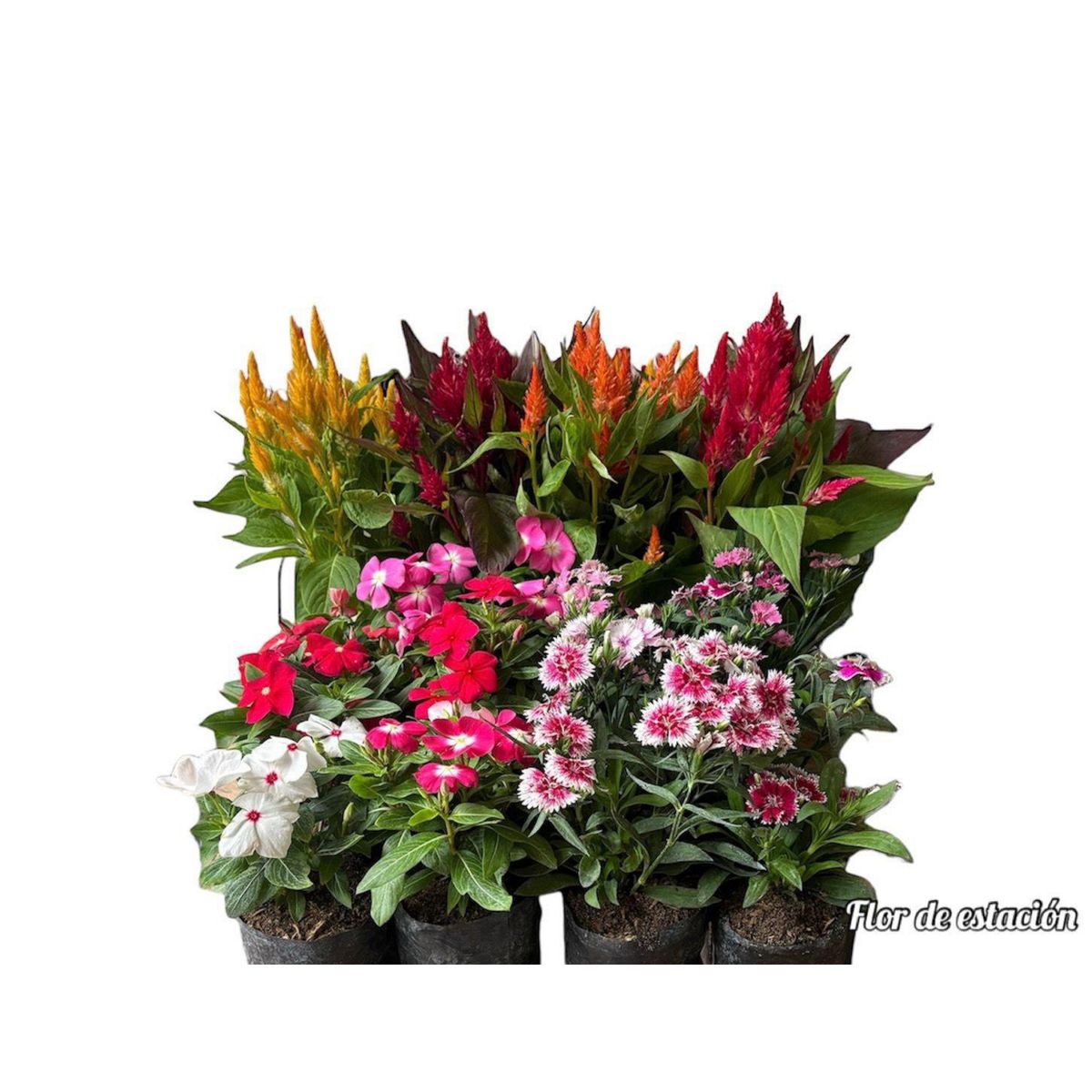 GENERICO - Flor de Estación Planta Natural