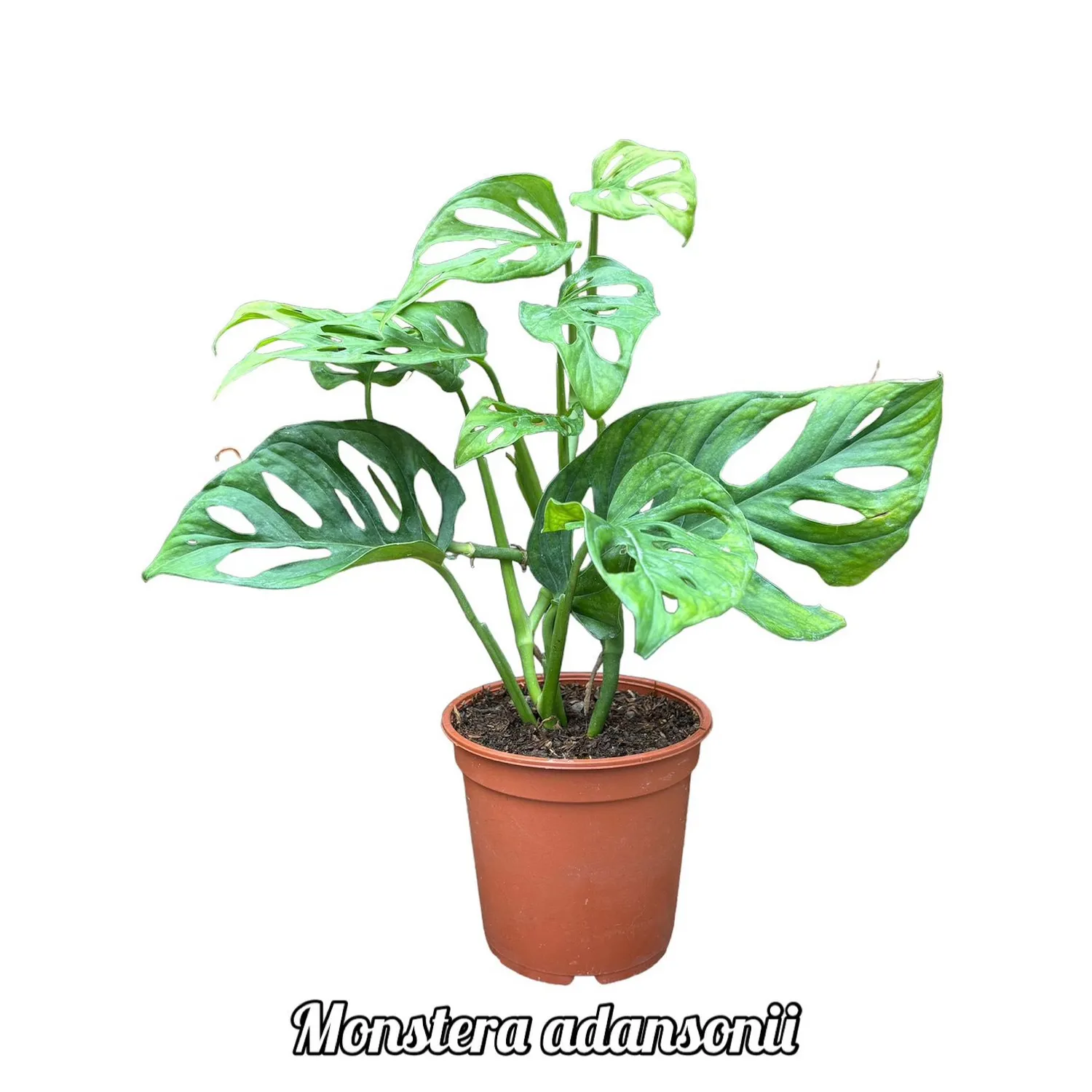 Monstera Adansonii Planta Natural | Sodimac Per