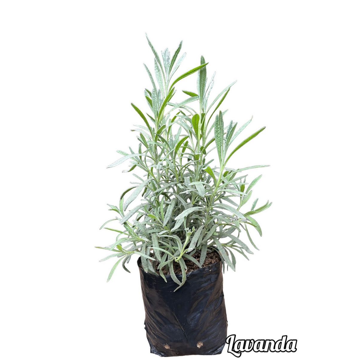 GENERICO - Lavanda Planta Natural