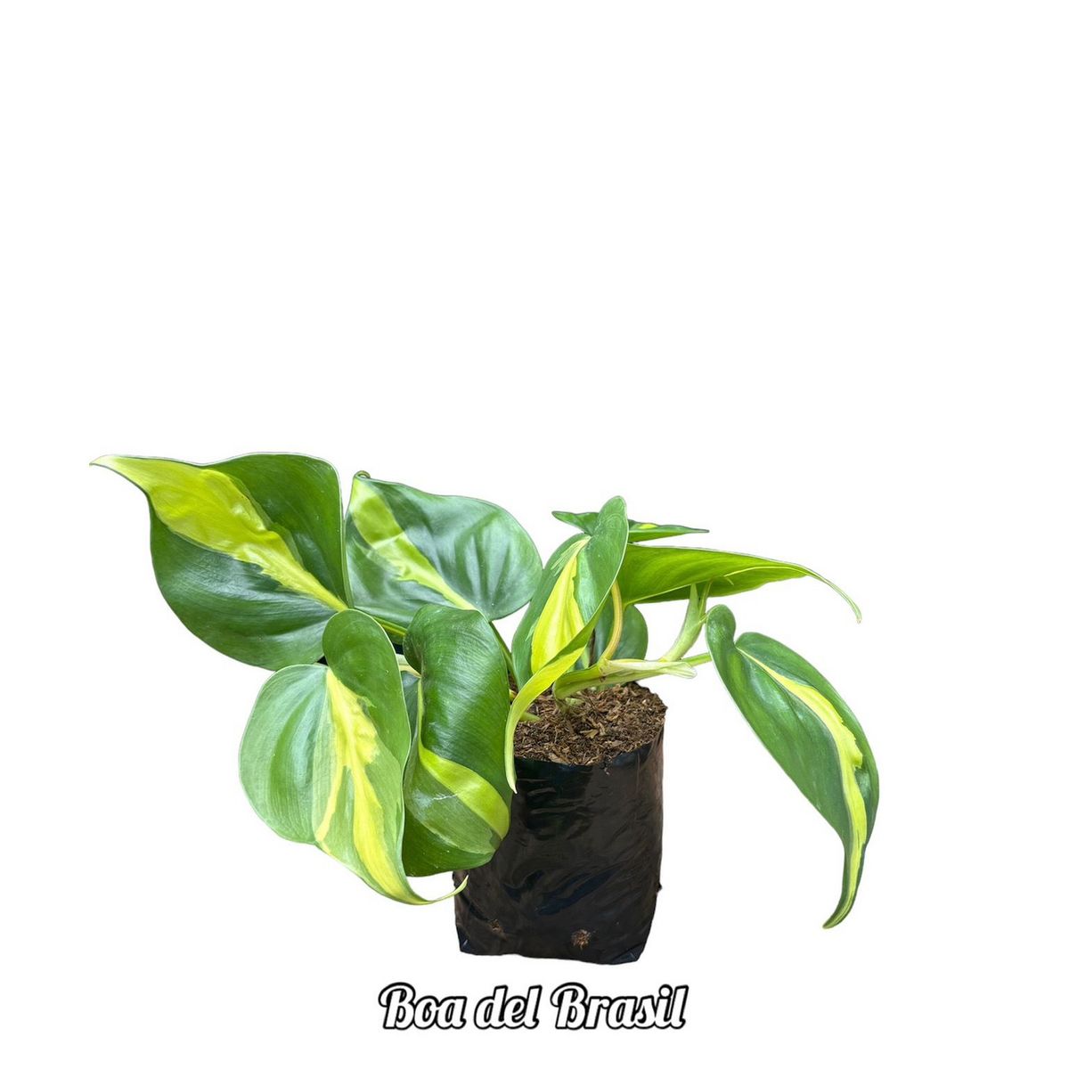 GENERICO - Boa de Brasil Planta Natural