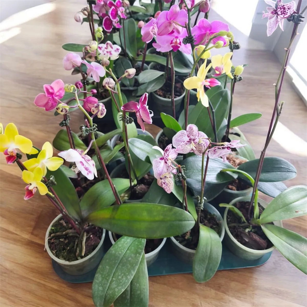 GENERICO - Orquídeas Natural