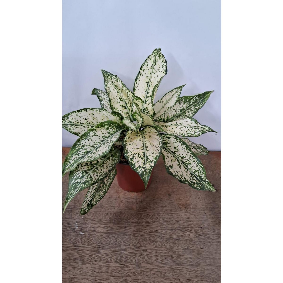 4 ESTACIONES - Aglaonema Blanca