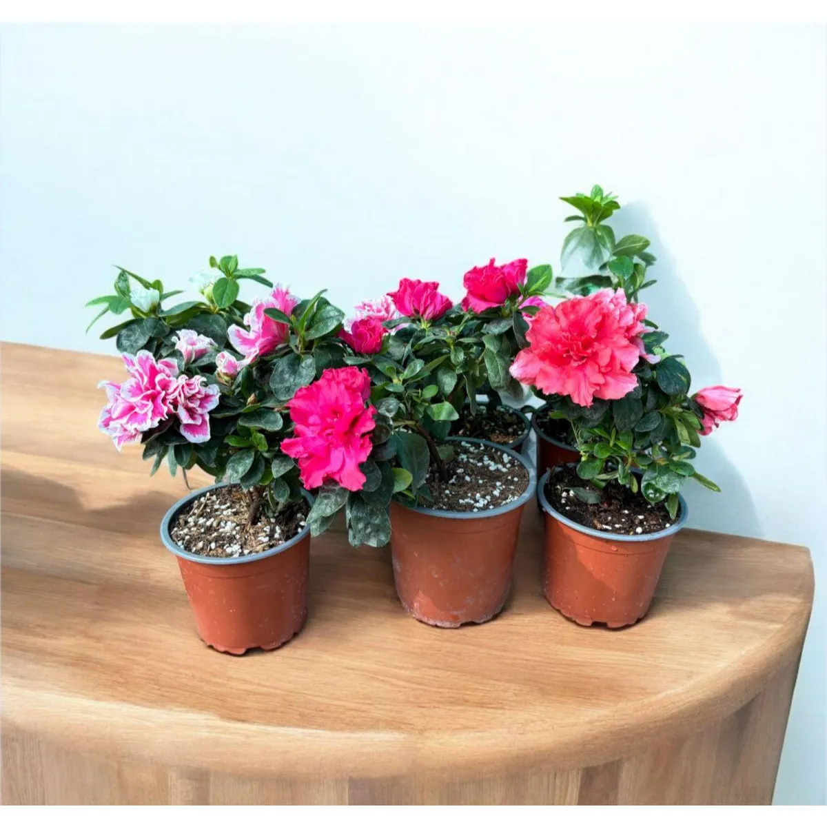 GENERICO - Planta Natural Azalea