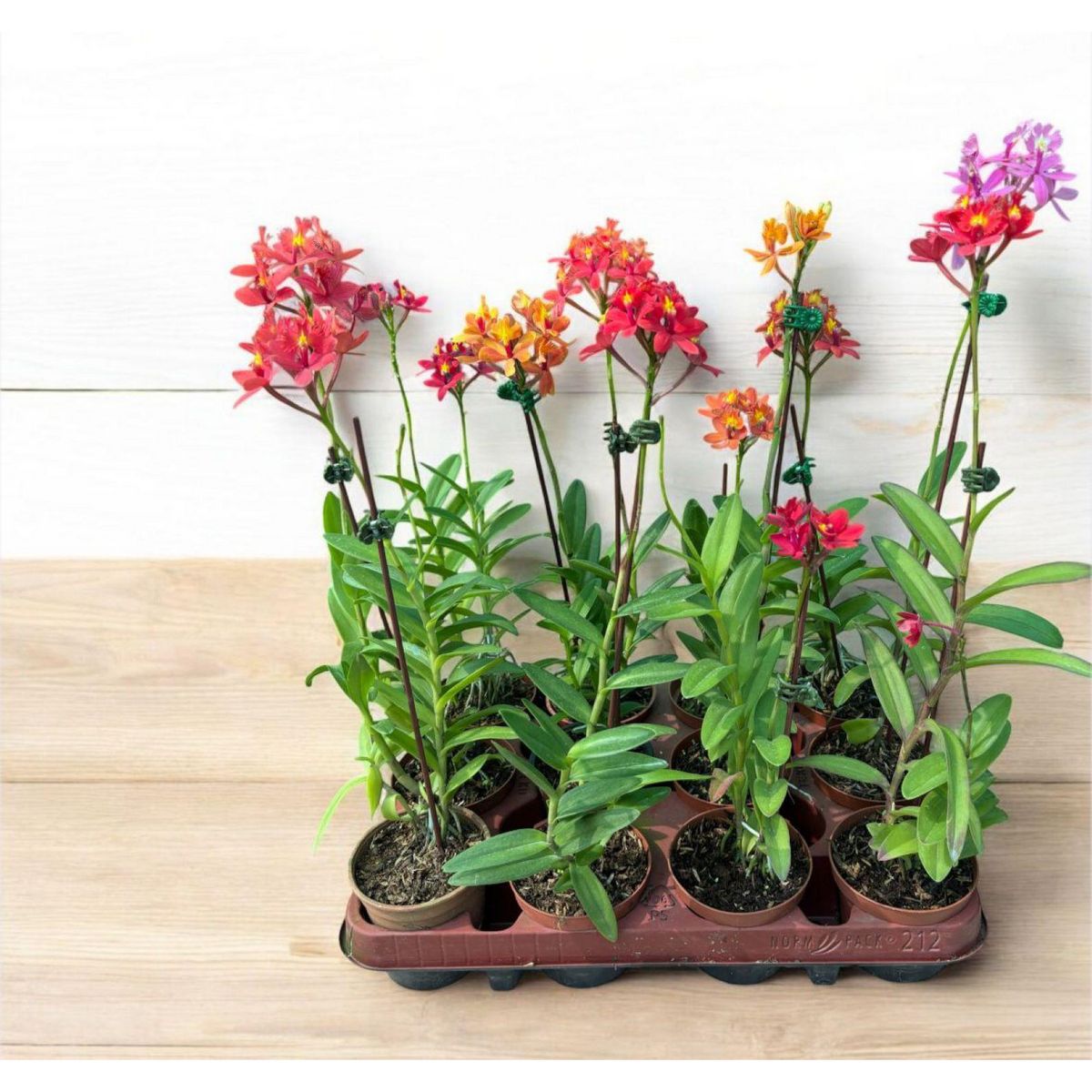 GENERICO - Planta Natutal Orquídea Epidendrum