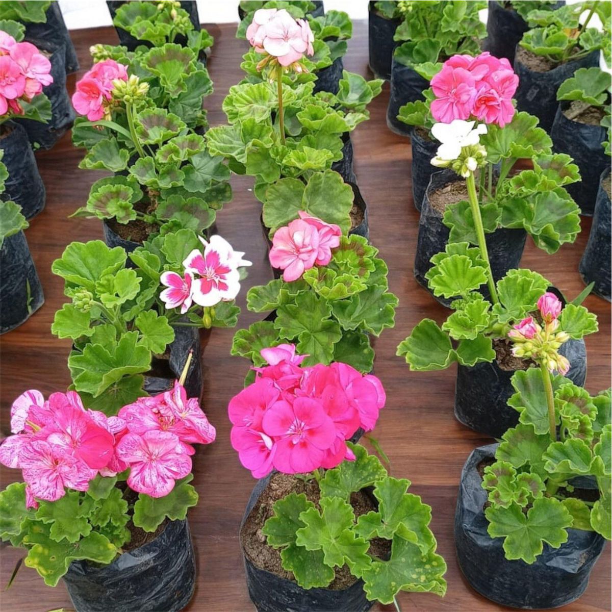 GENERICO - Geranio Natural