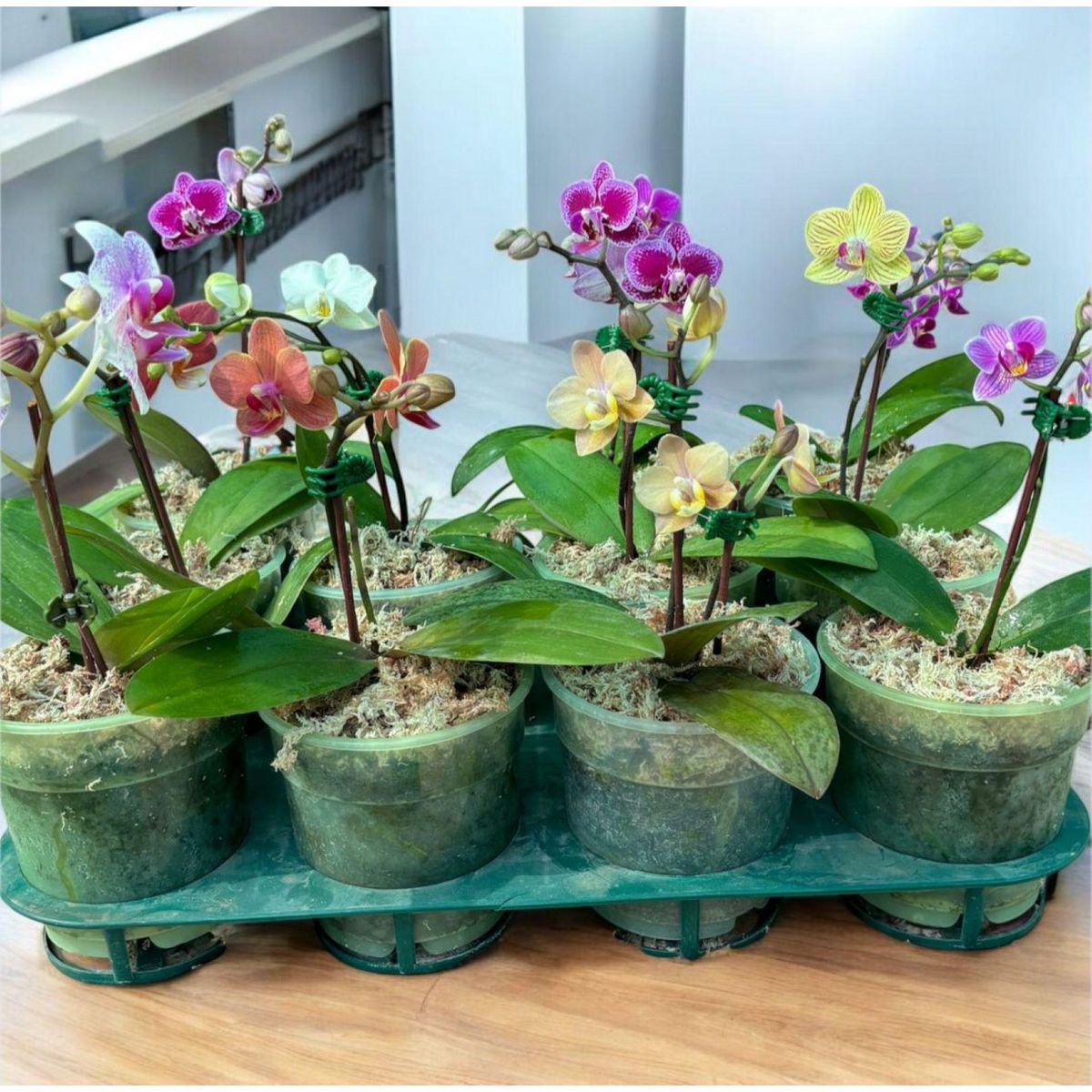 GENERICO - Planta Natural Mini Orquidea