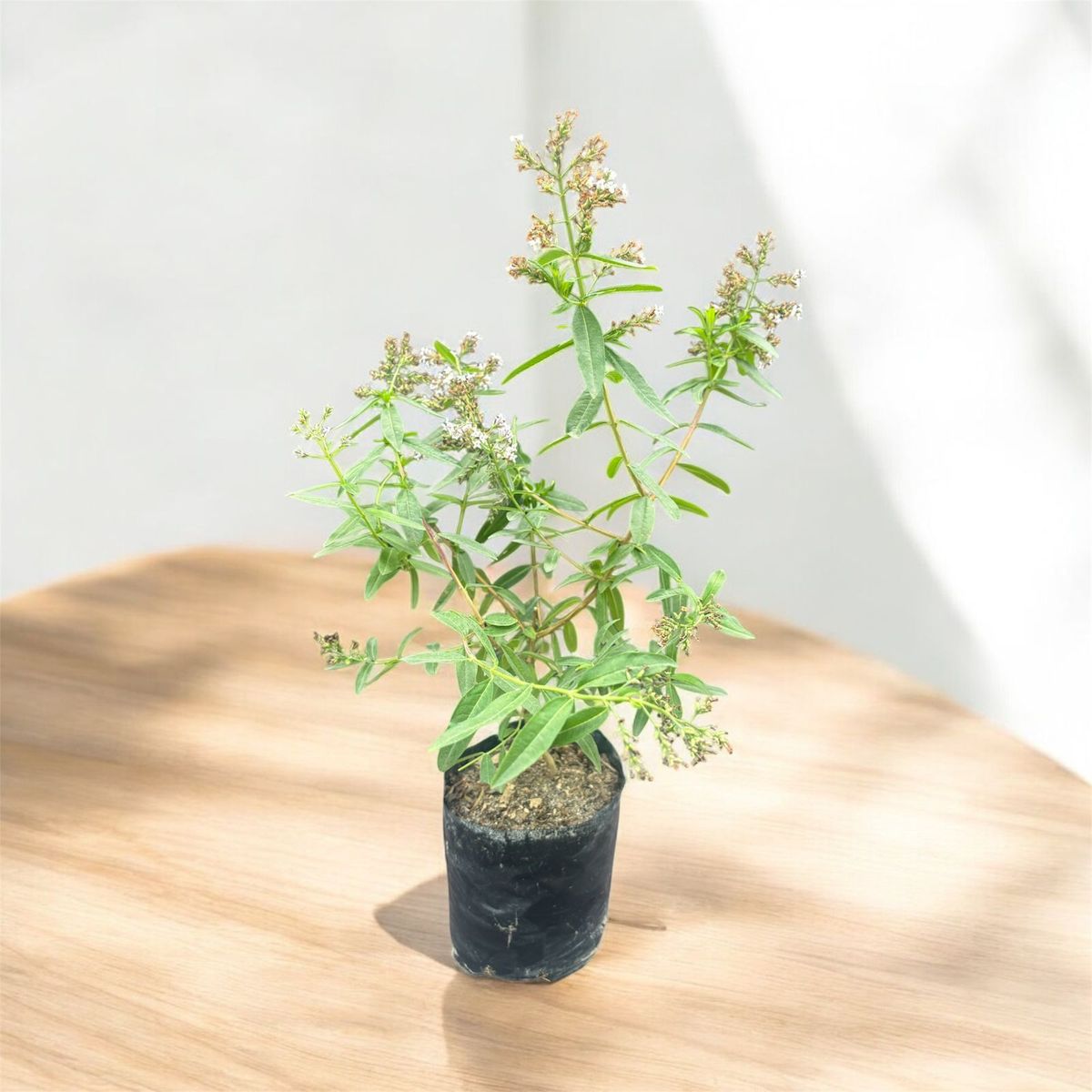 GENERICO - Planta de Cedron.