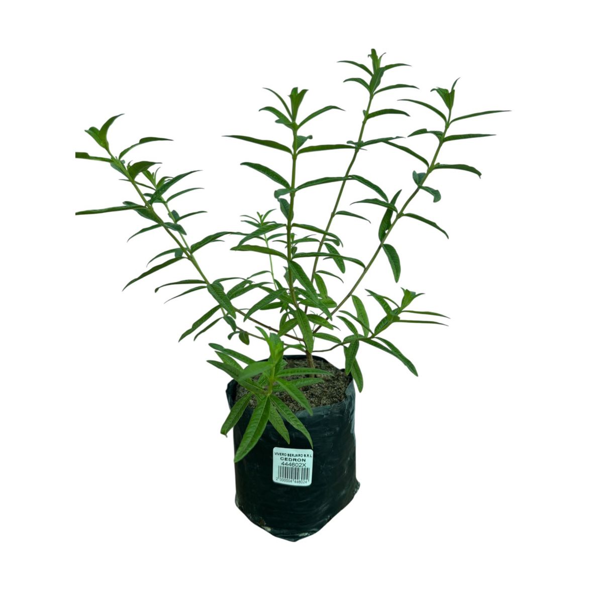GENERICO - Planta de Cedron.