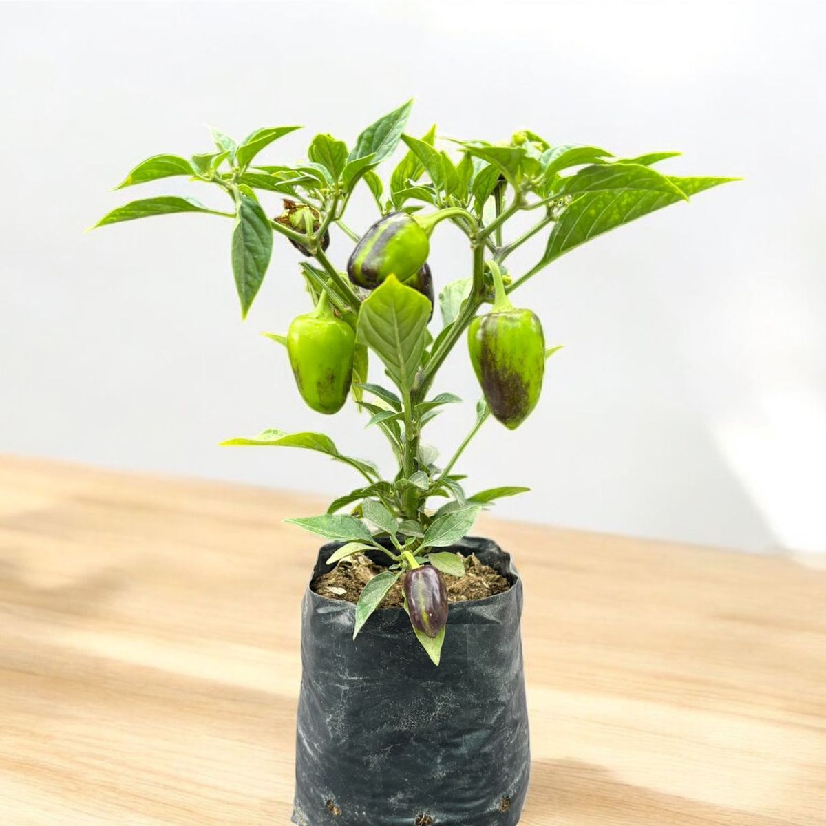 Planta de Aji., marca GENERICO - Foto Principal