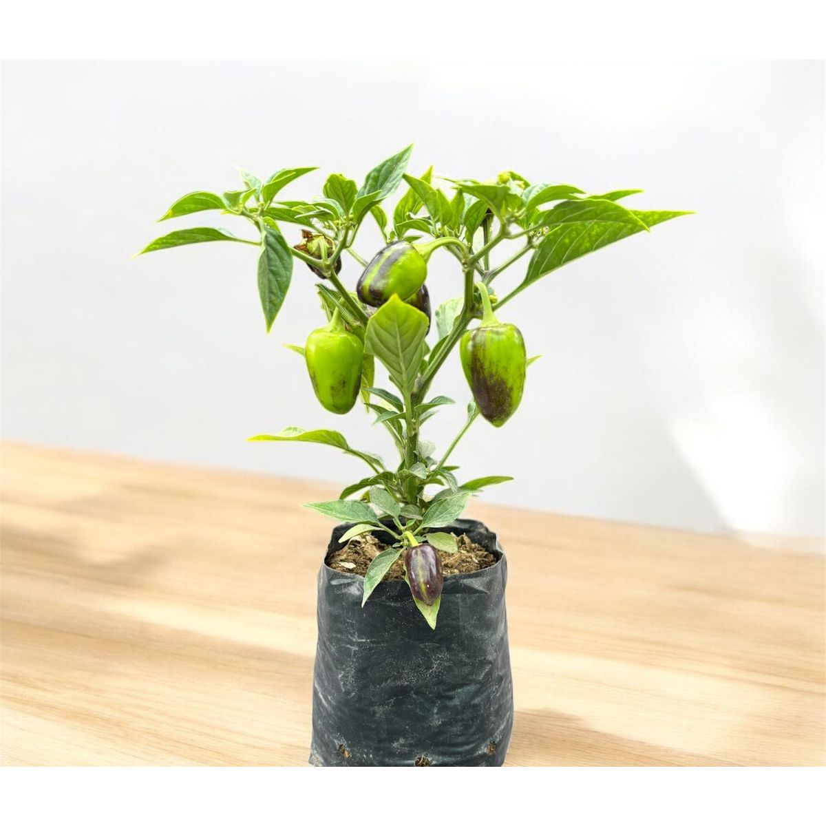 Planta de Aji., marca GENERICO - Foto Principal