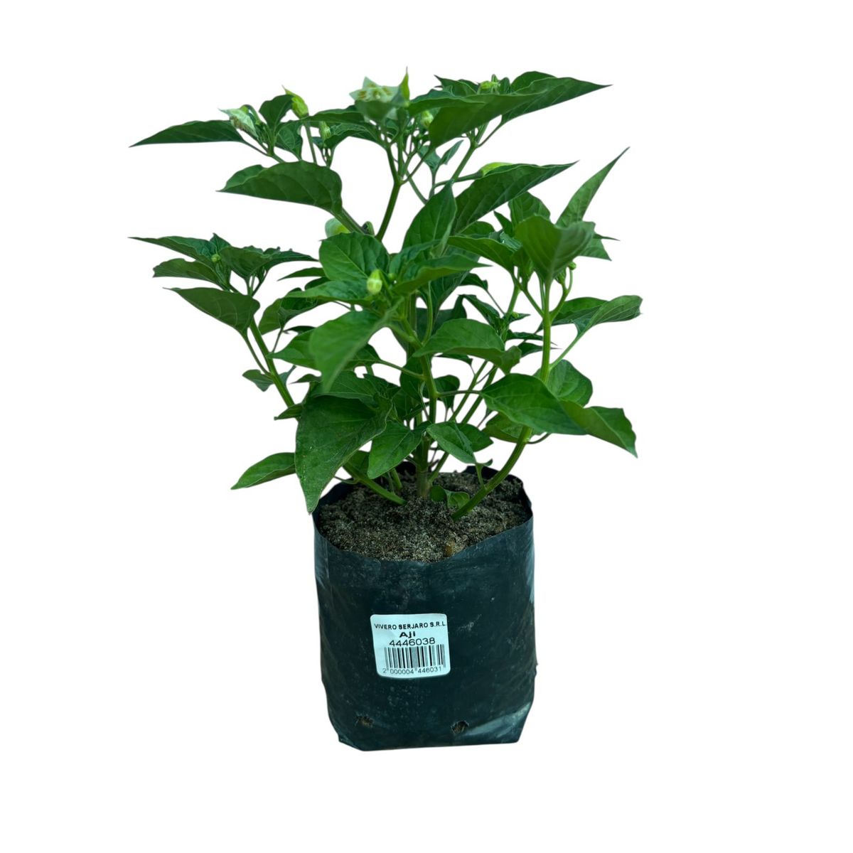 Planta de Aji., marca GENERICO - Foto 2