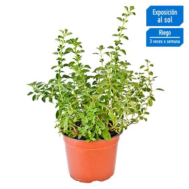 Planta Arom�tica Or�gano