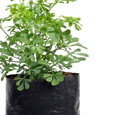 Planta Aromtica Ruda