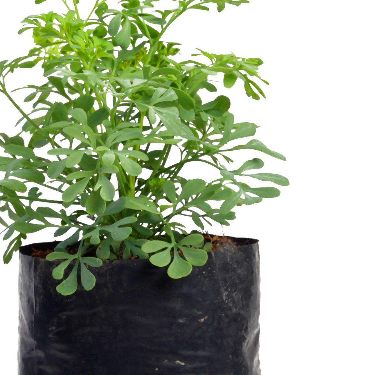  - Planta Aromática Ruda