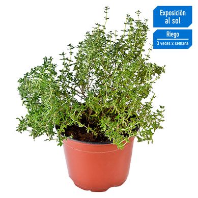 Planta Aromtica Tomillo
