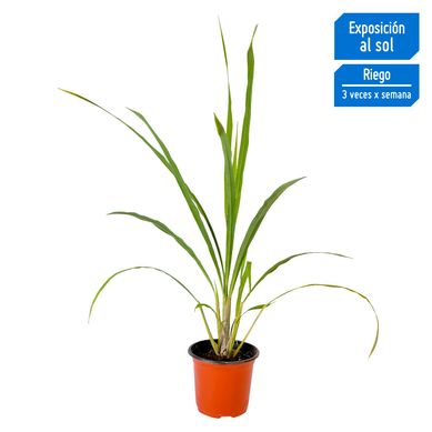 Planta Aromtica Hierbaluisa
