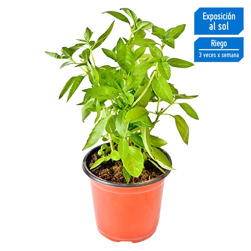 4 ESTACIONES - Albahaca