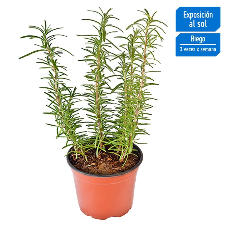 Planta De Lavanda Natural - Aromática, Resistente Y Fácil De Cuidar, Perfecta Para Exterior